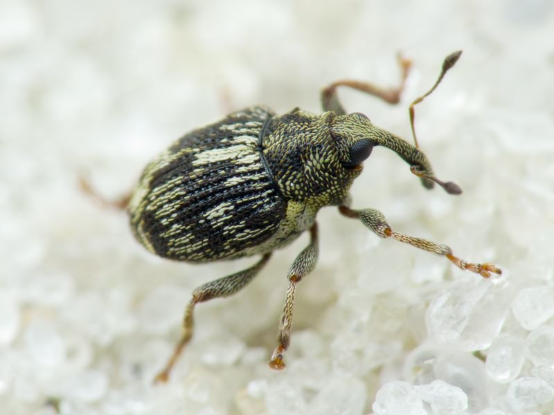 Coeliastes lamii (Fabricius, 1792)